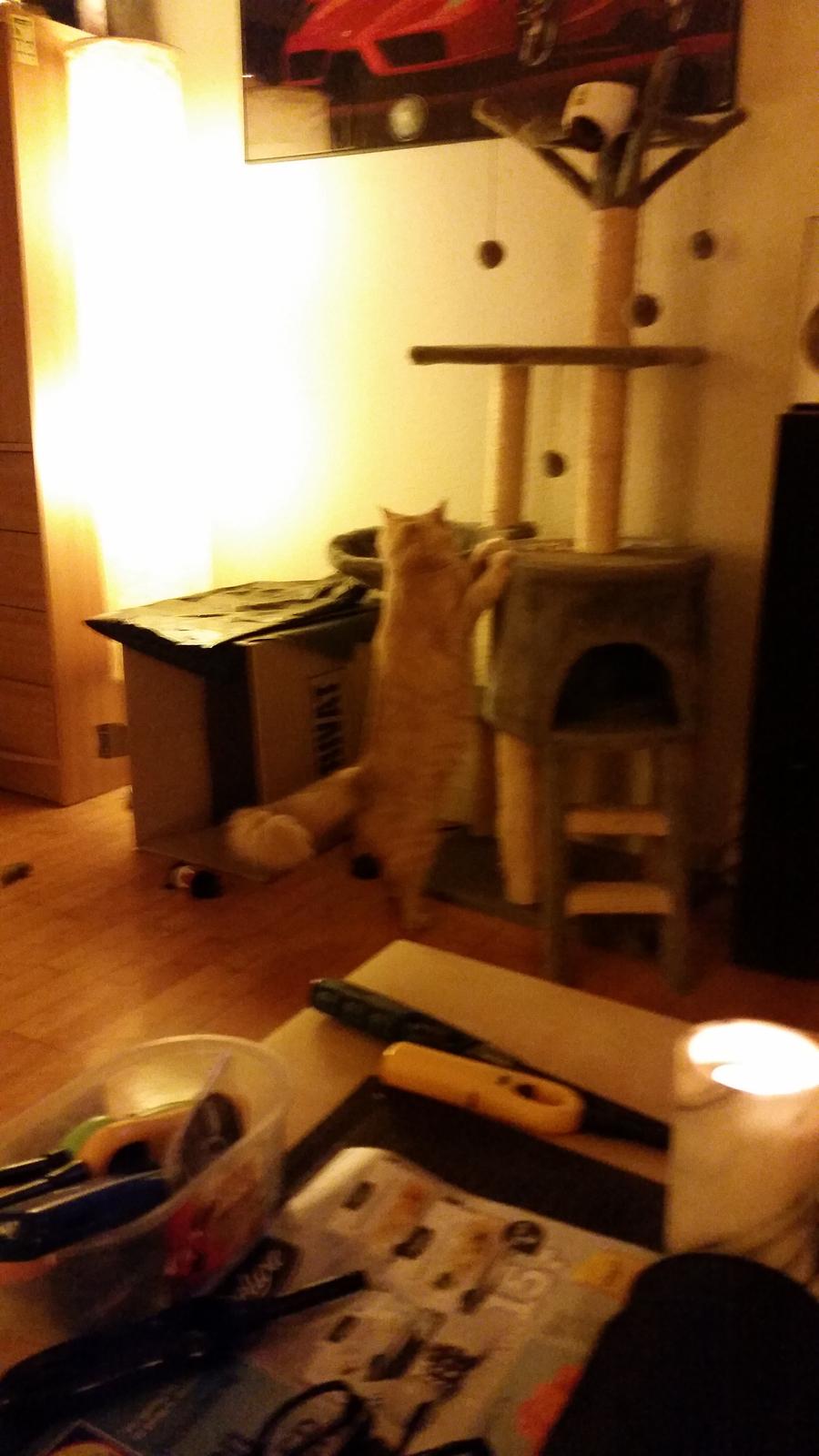 Maine Coon Tiger billede 10