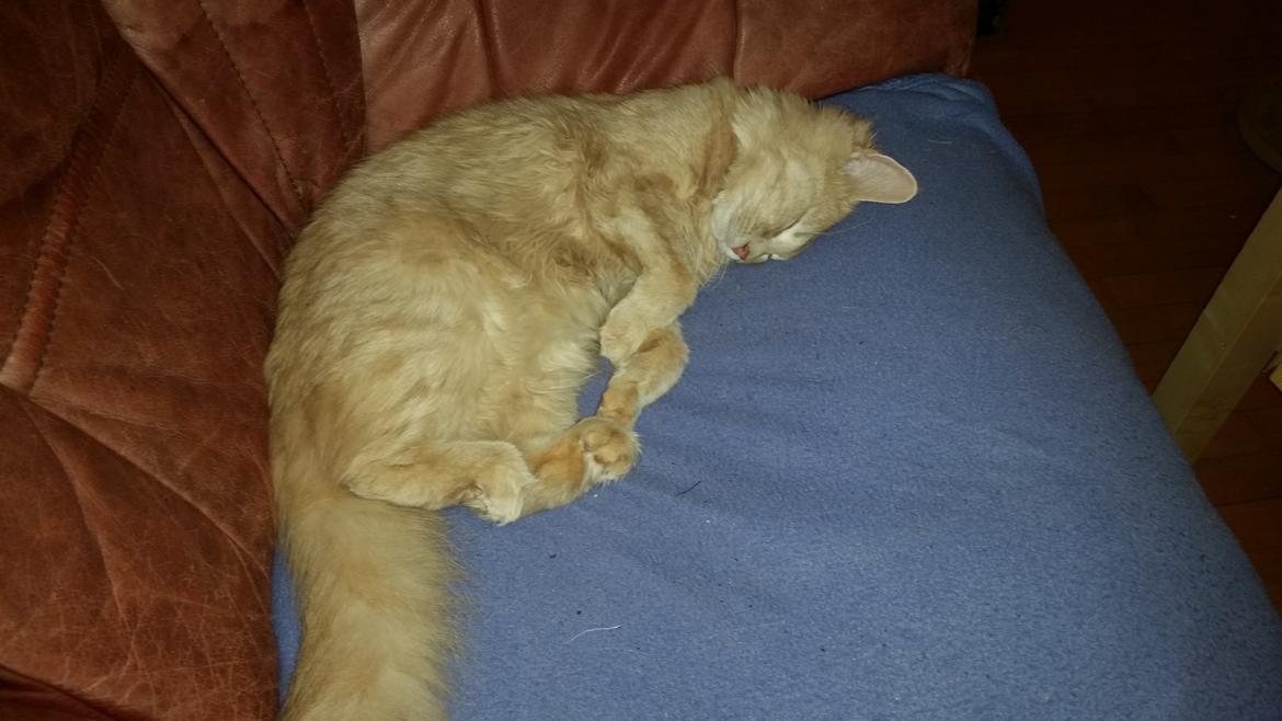 Maine Coon Tiger billede 11