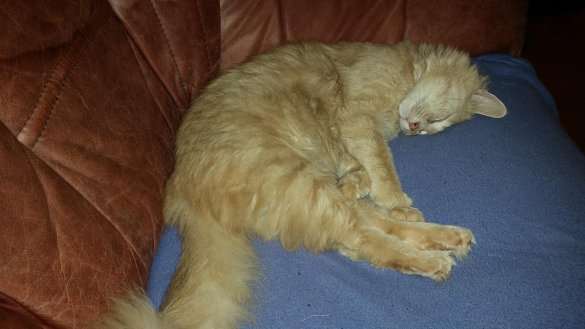 Maine Coon Tiger billede 12