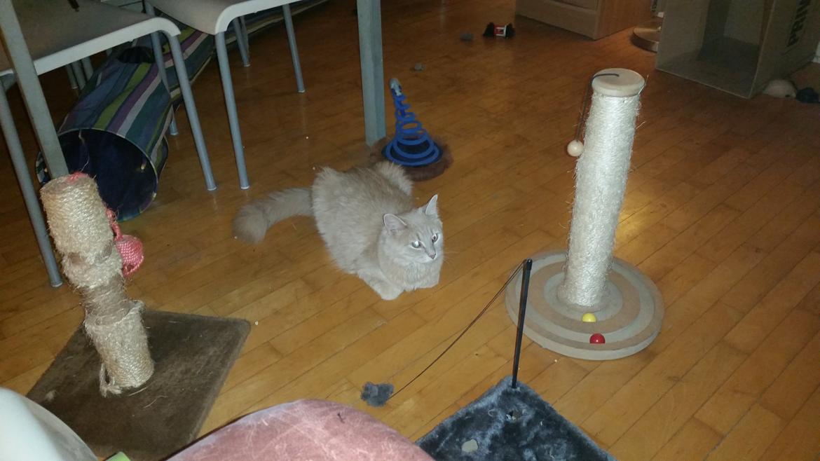 Maine Coon Tiger billede 13