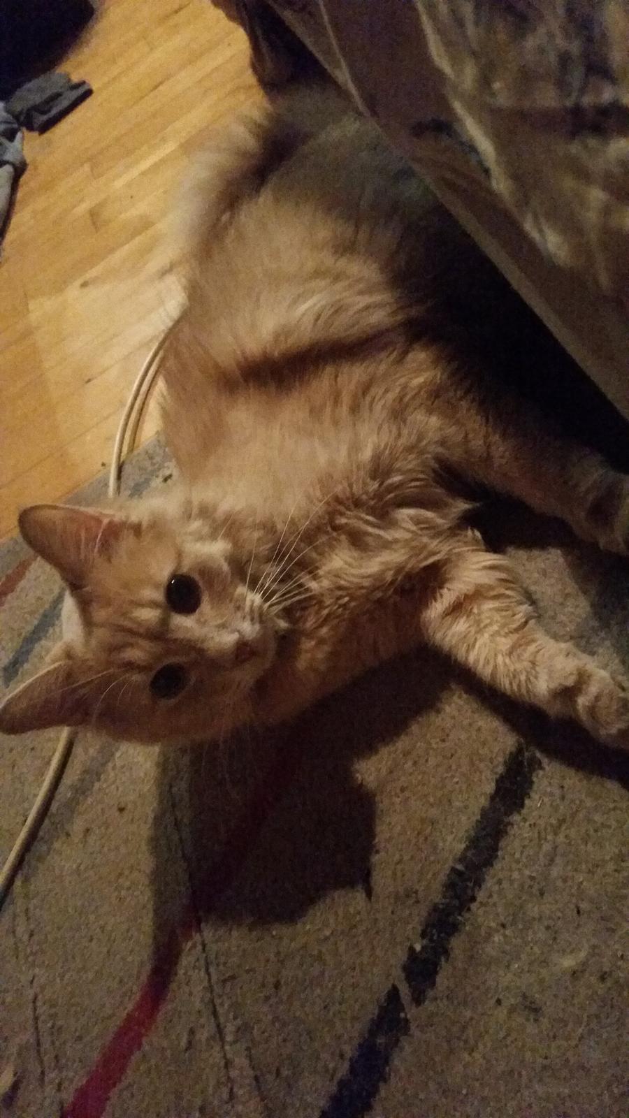 Maine Coon Tiger billede 14