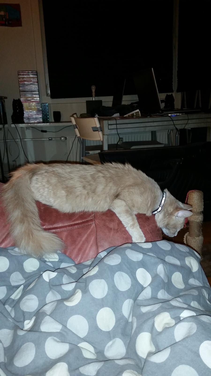 Maine Coon Tiger billede 15