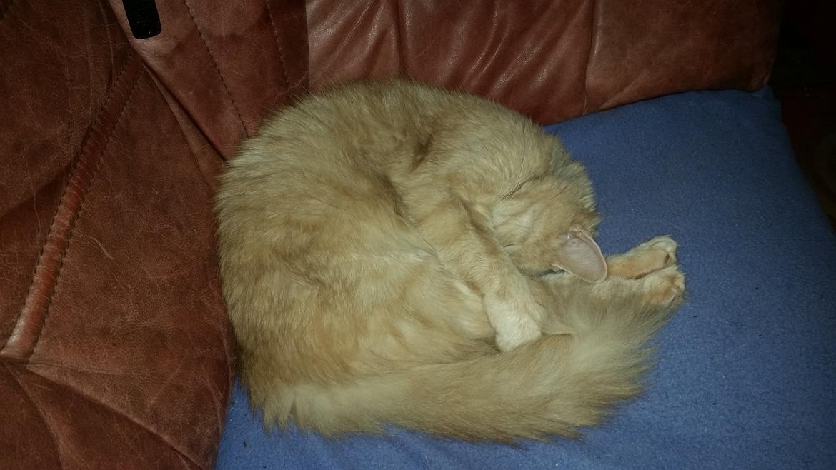 Maine Coon Tiger billede 16