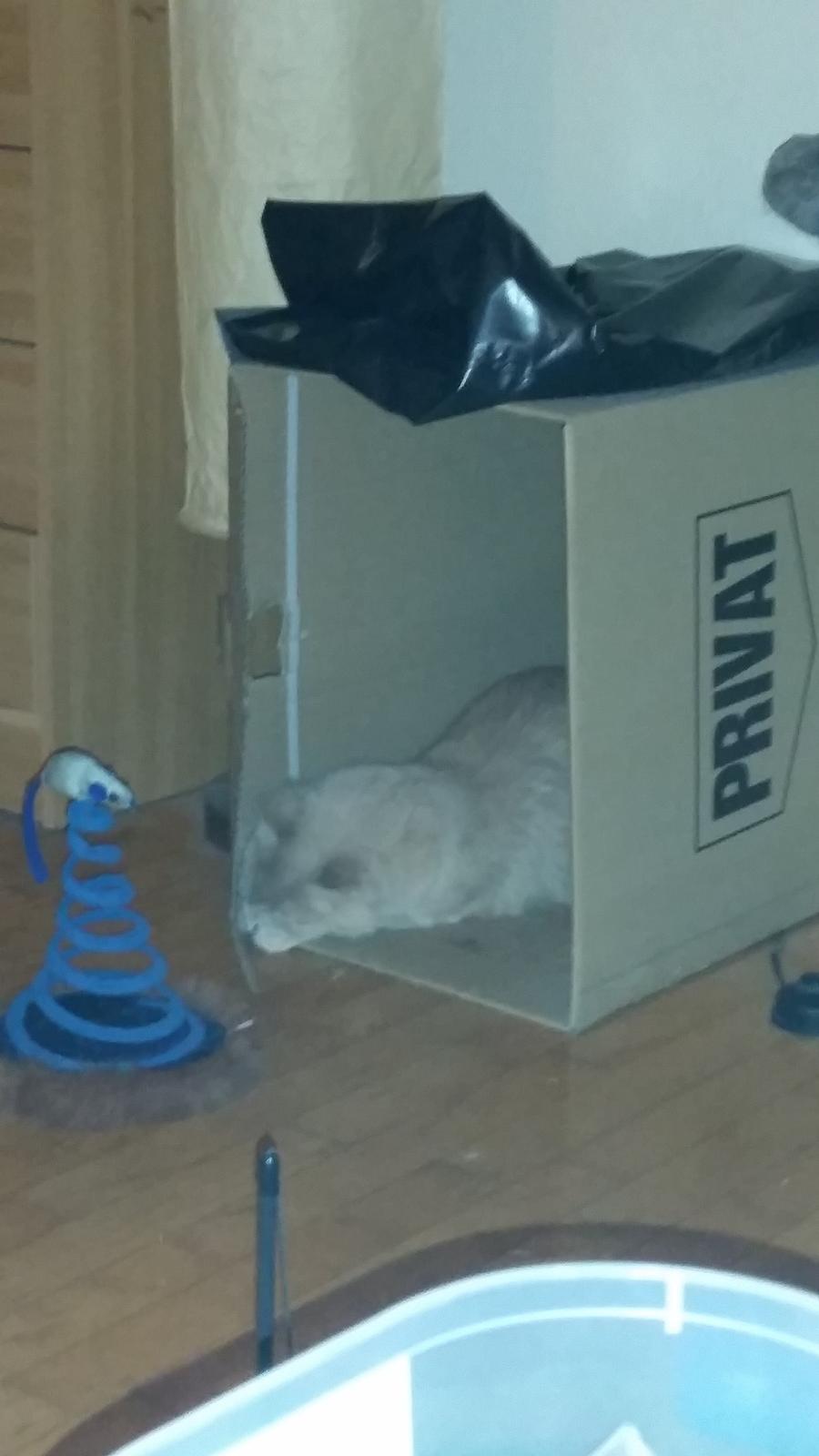 Maine Coon Tiger billede 17