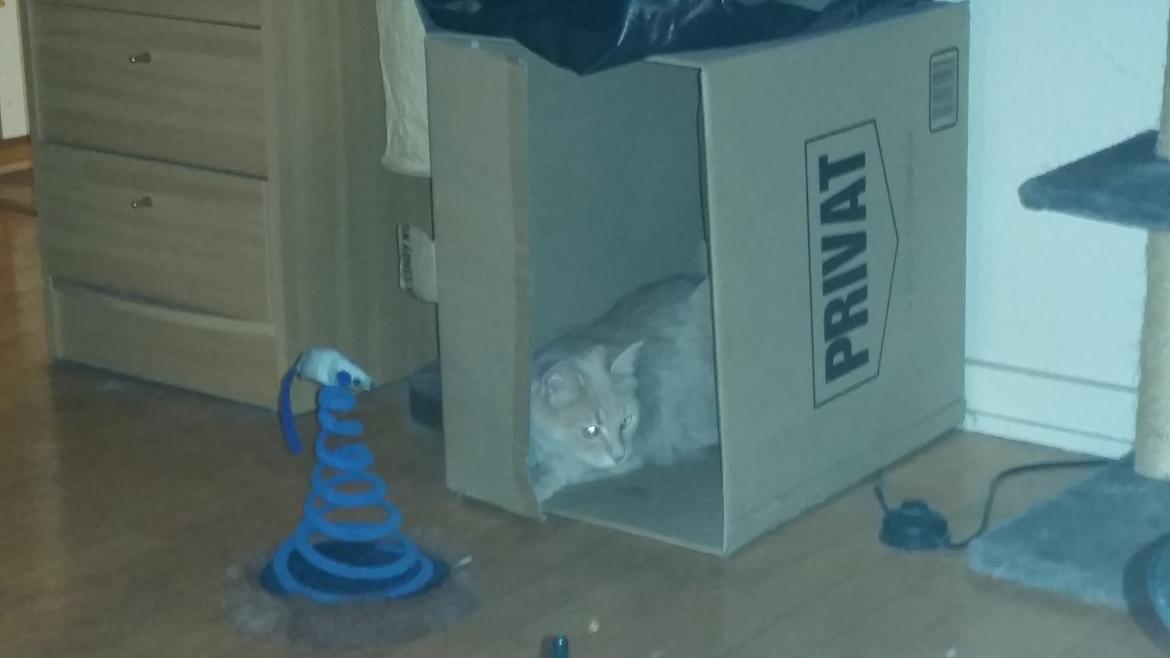 Maine Coon Tiger billede 18