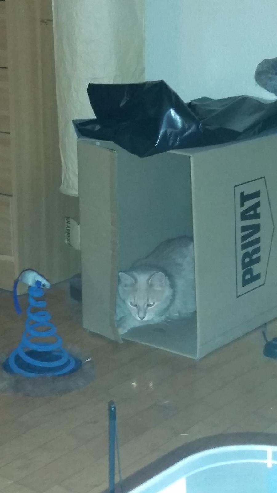 Maine Coon Tiger billede 19