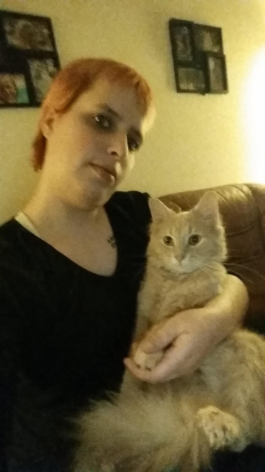 Maine Coon Tiger billede 22