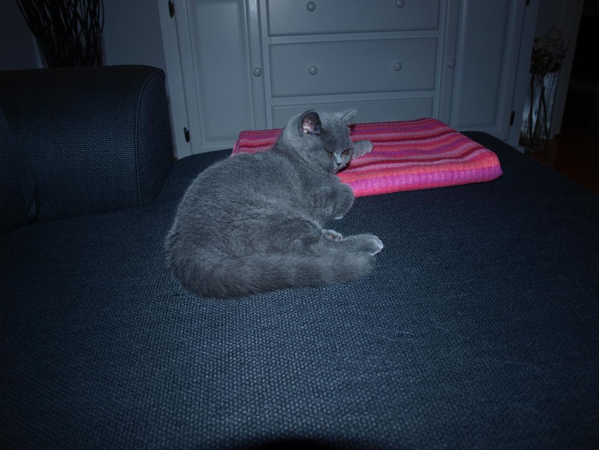 British Shorthair Watson billede 1