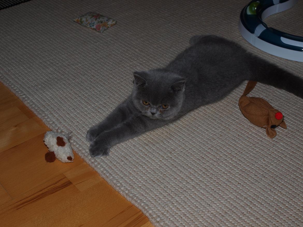 British Shorthair Watson billede 2