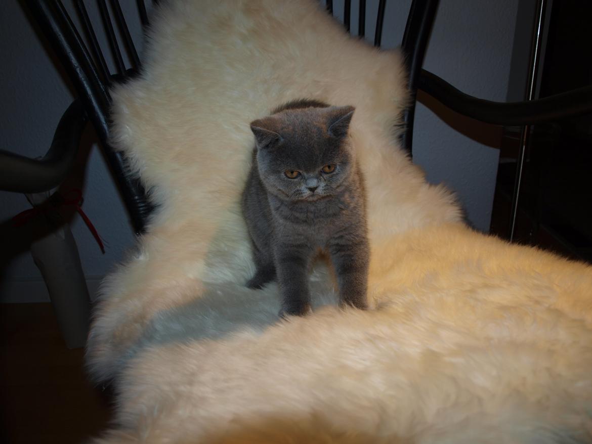 British Shorthair Watson billede 3