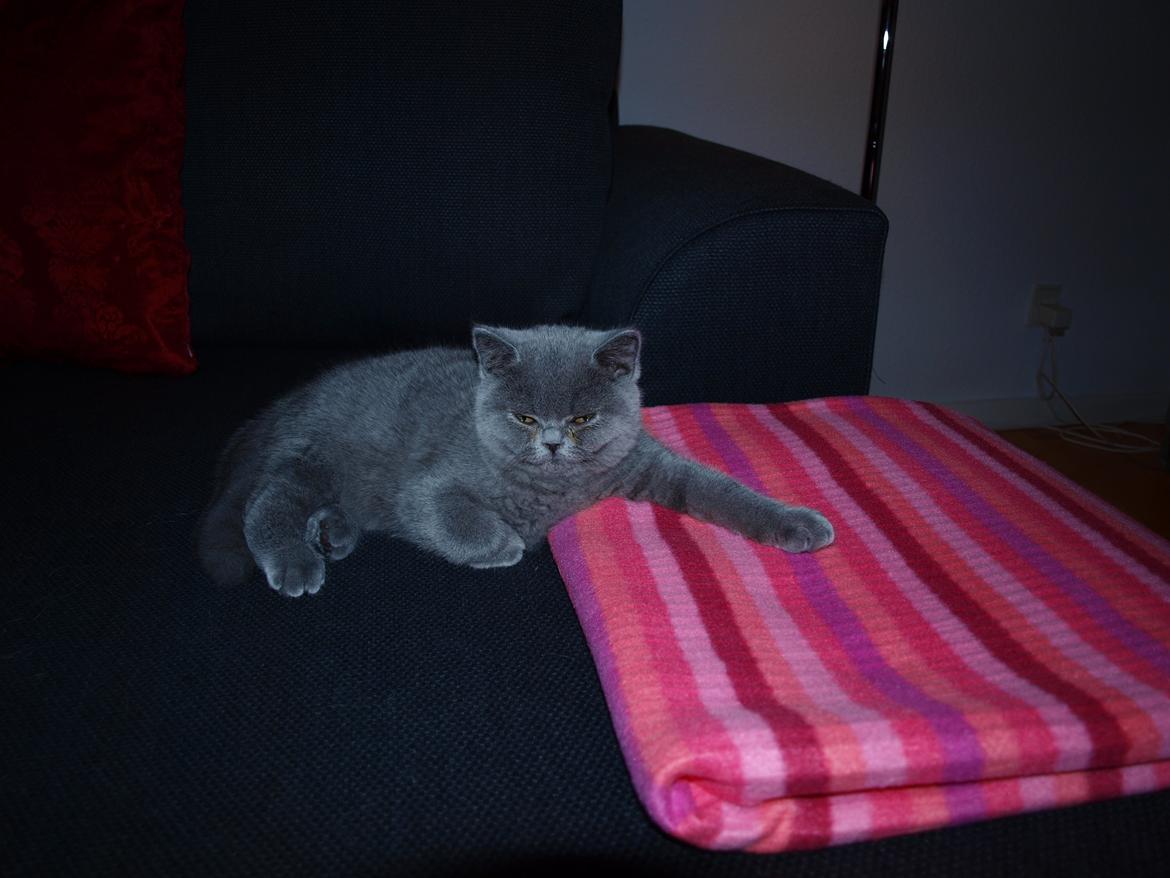 British Shorthair Watson billede 4