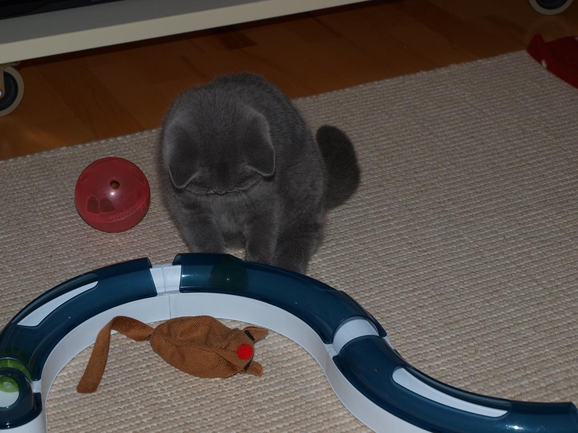 British Shorthair Watson billede 5