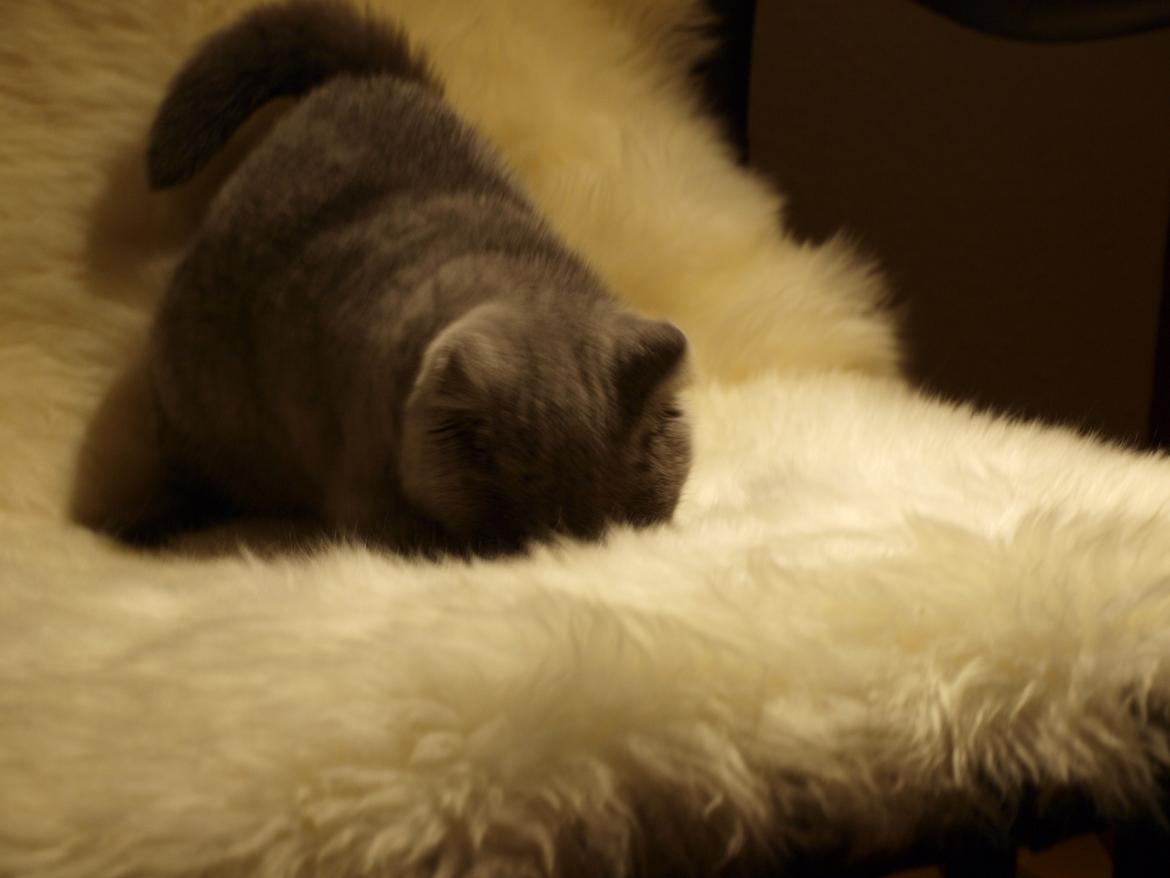 British Shorthair Watson billede 6