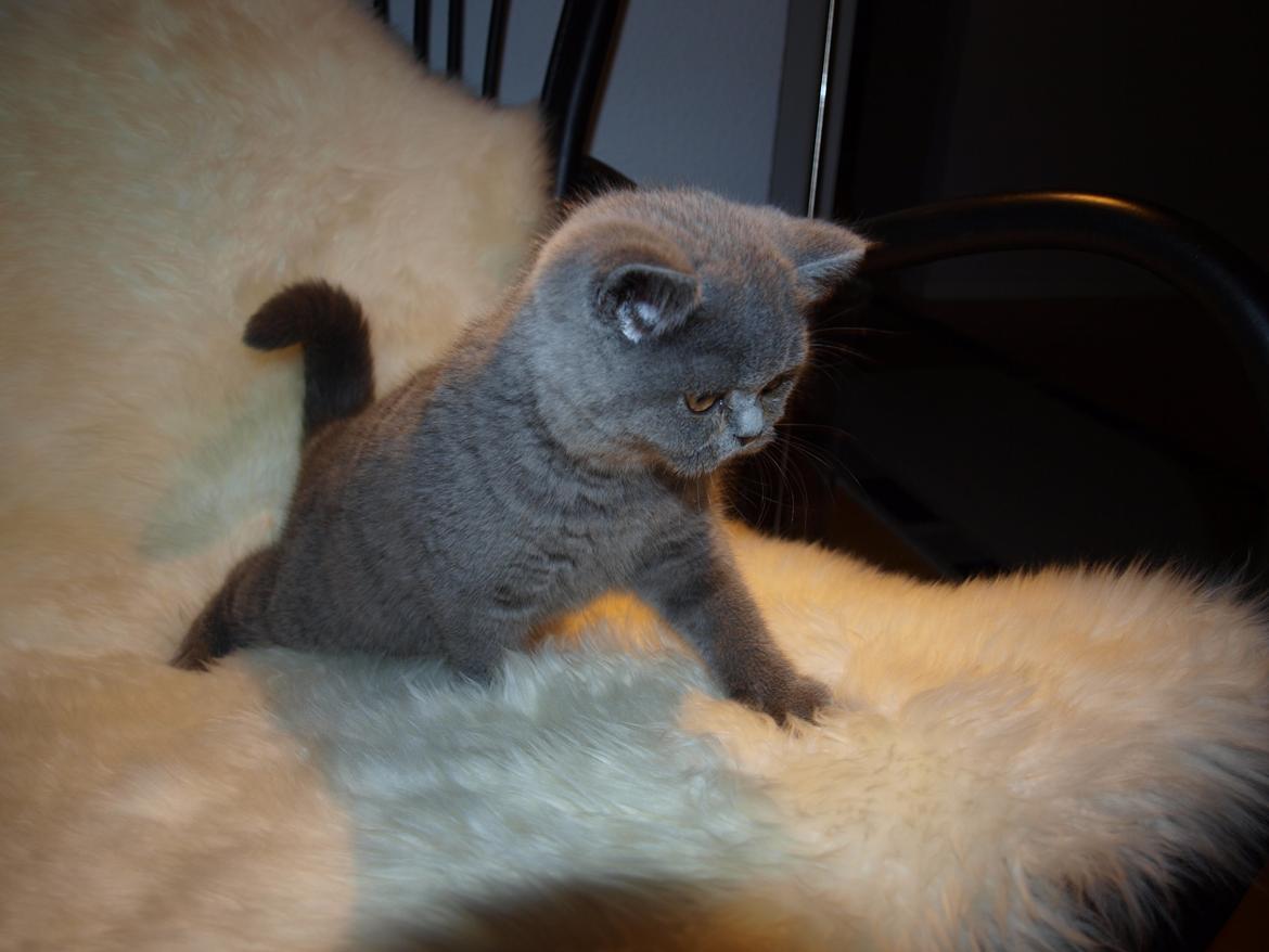 British Shorthair Watson billede 7