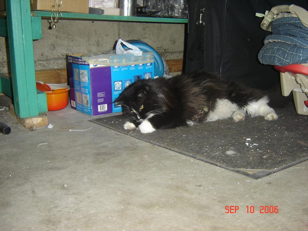 Maine Coon Felix billede 6