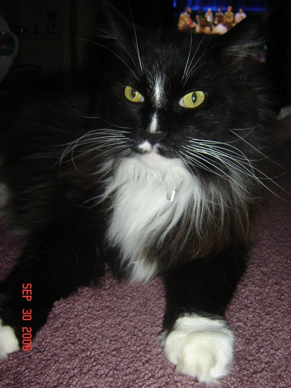 Maine Coon Felix billede 1