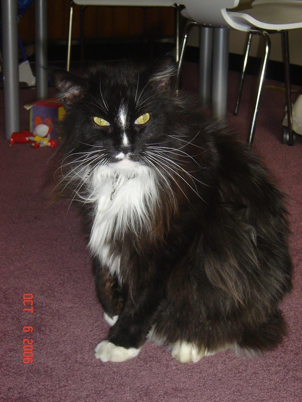 Maine Coon Felix billede 7