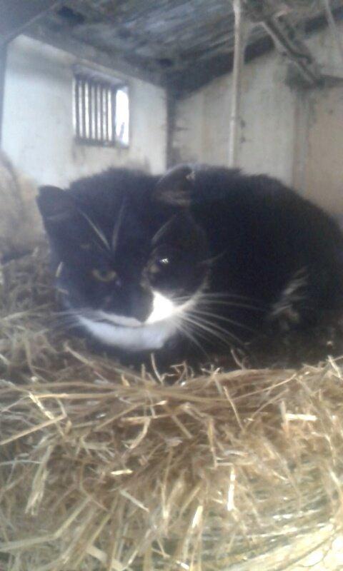 Huskat mulle (bamse) billede 14