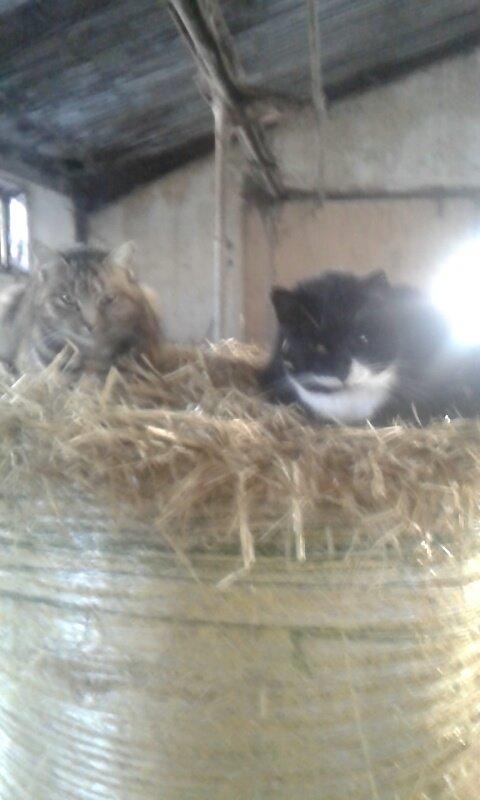 Huskat mulle (bamse) billede 15