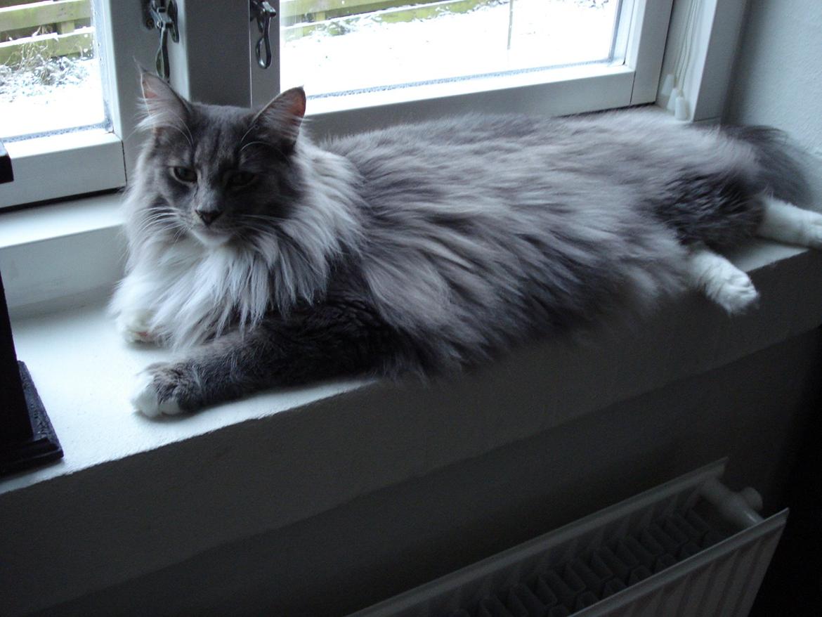 Norsk Skovkat Fernando Felix DK Miss Ronski's billede 18