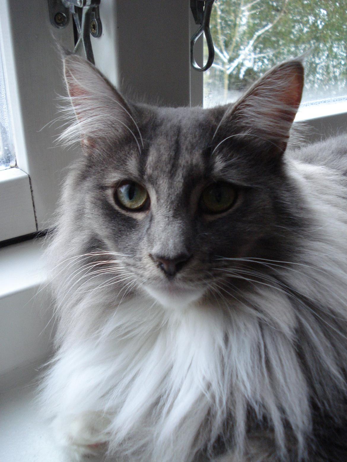 Norsk Skovkat Fernando Felix DK Miss Ronski's billede 1