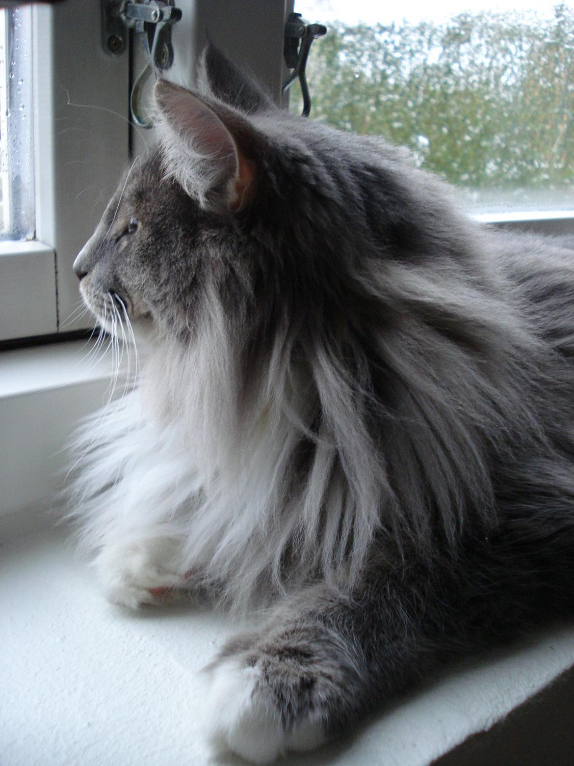 Norsk Skovkat Fernando Felix DK Miss Ronski's billede 20