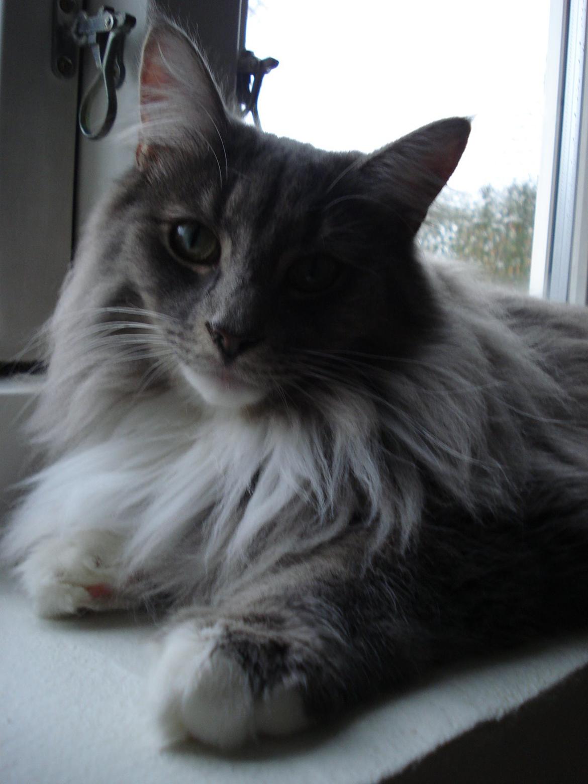 Norsk Skovkat Fernando Felix DK Miss Ronski's billede 21