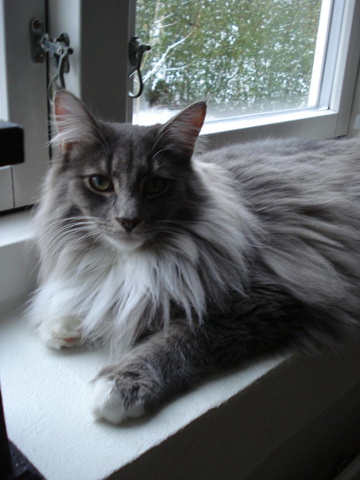 Norsk Skovkat Fernando Felix DK Miss Ronski's billede 19