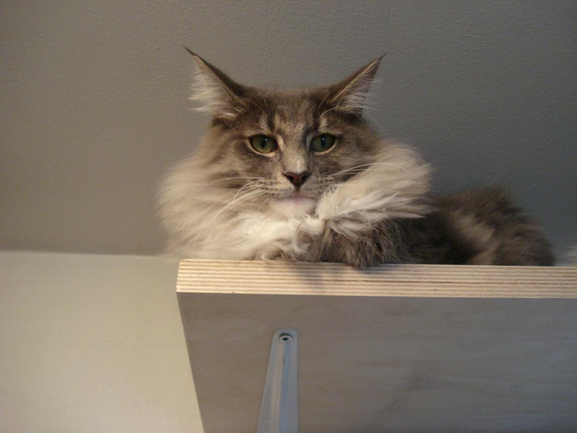 Norsk Skovkat Fernando Felix DK Miss Ronski's billede 22