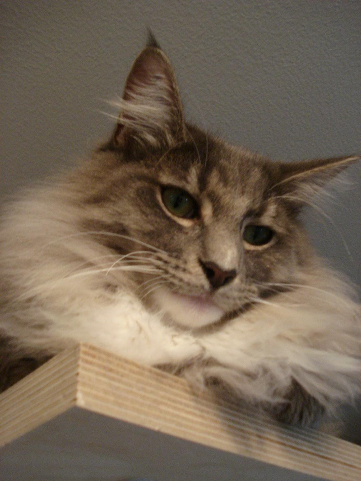 Norsk Skovkat Fernando Felix DK Miss Ronski's billede 24