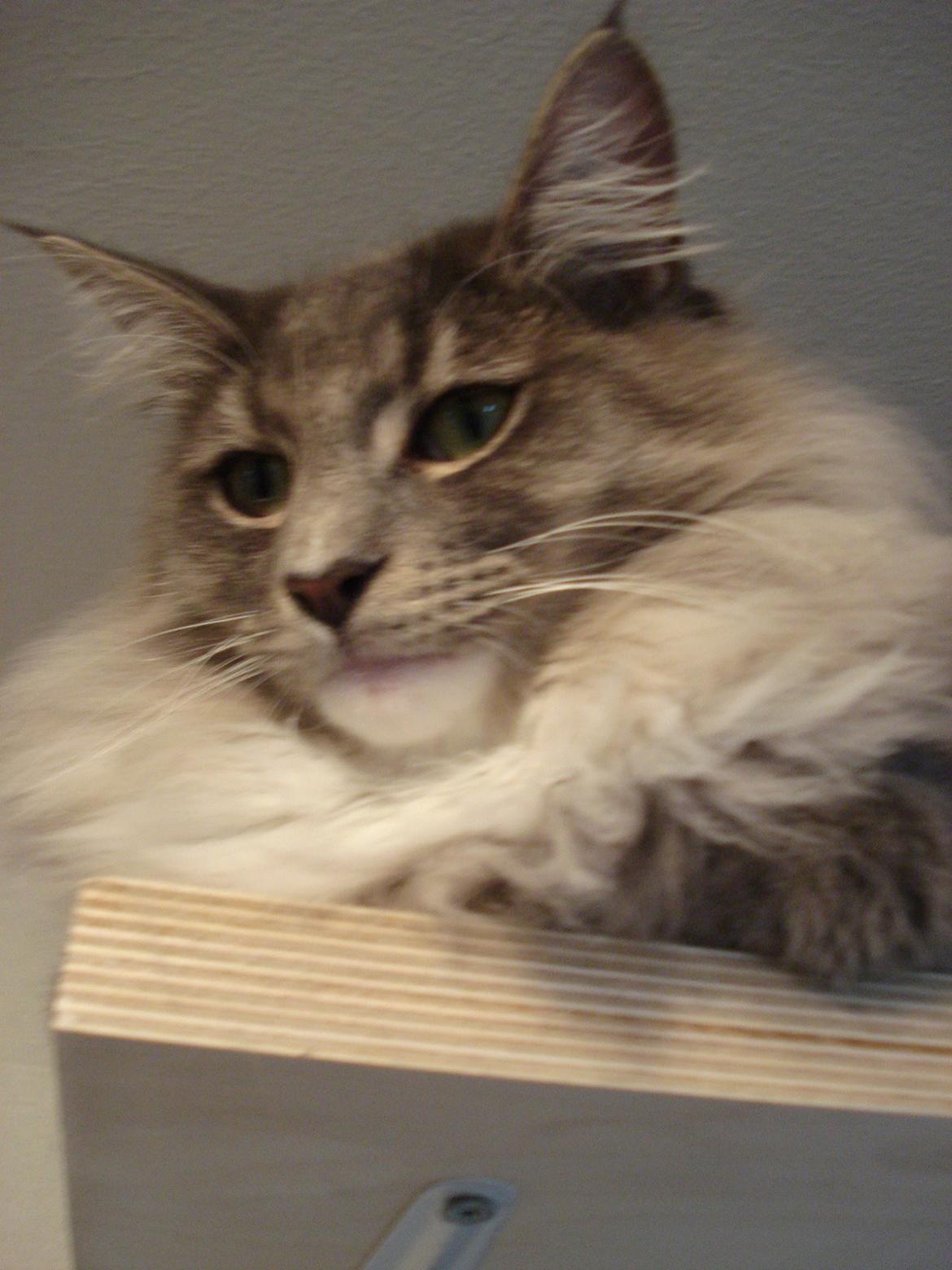 Norsk Skovkat Fernando Felix DK Miss Ronski's billede 23