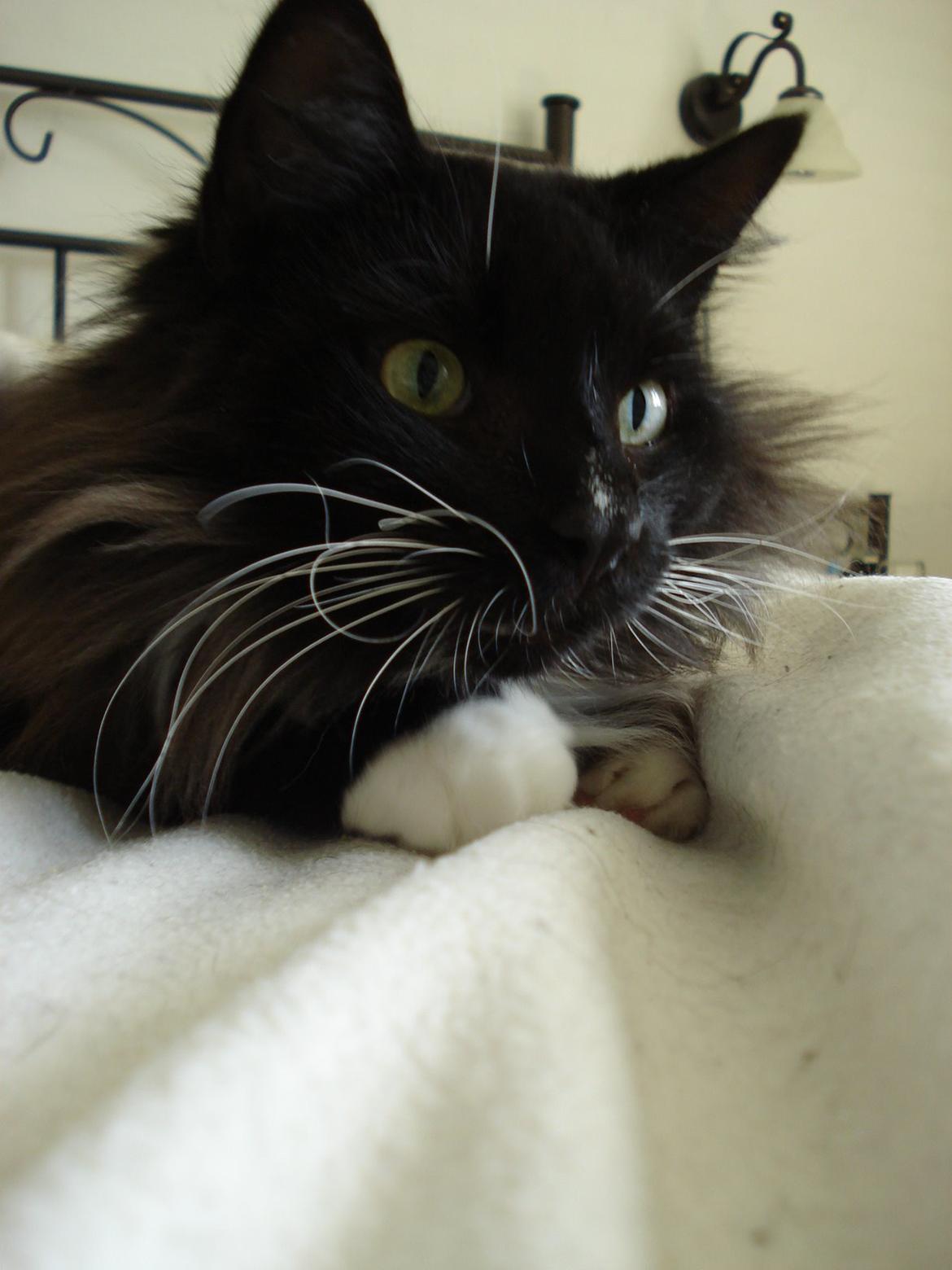 Norsk Skovkat * JACK/ MICHAEL JACKSON* billede 5