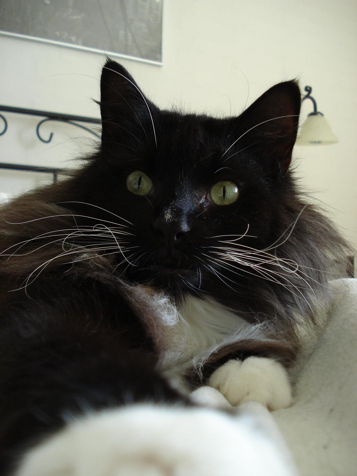 Norsk Skovkat * JACK/ MICHAEL JACKSON* billede 1