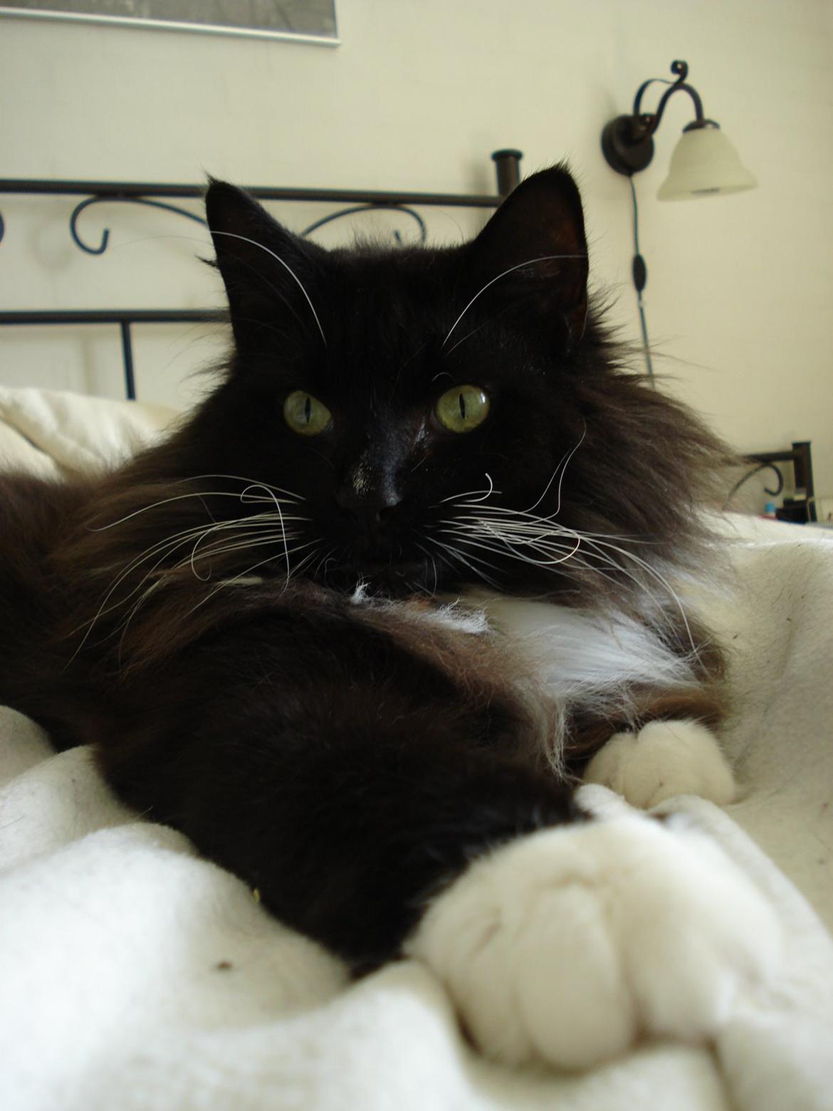 Norsk Skovkat * JACK/ MICHAEL JACKSON* billede 3