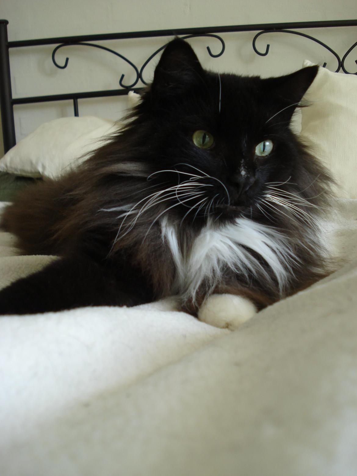 Norsk Skovkat * JACK/ MICHAEL JACKSON* billede 4