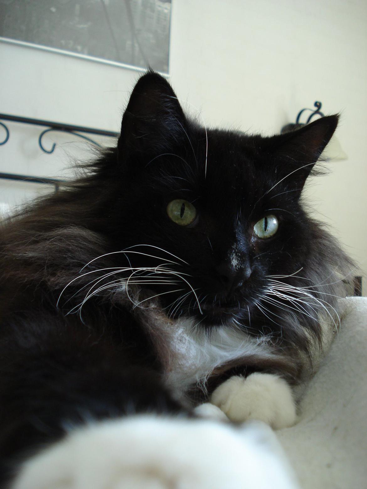 Norsk Skovkat * JACK/ MICHAEL JACKSON* billede 2