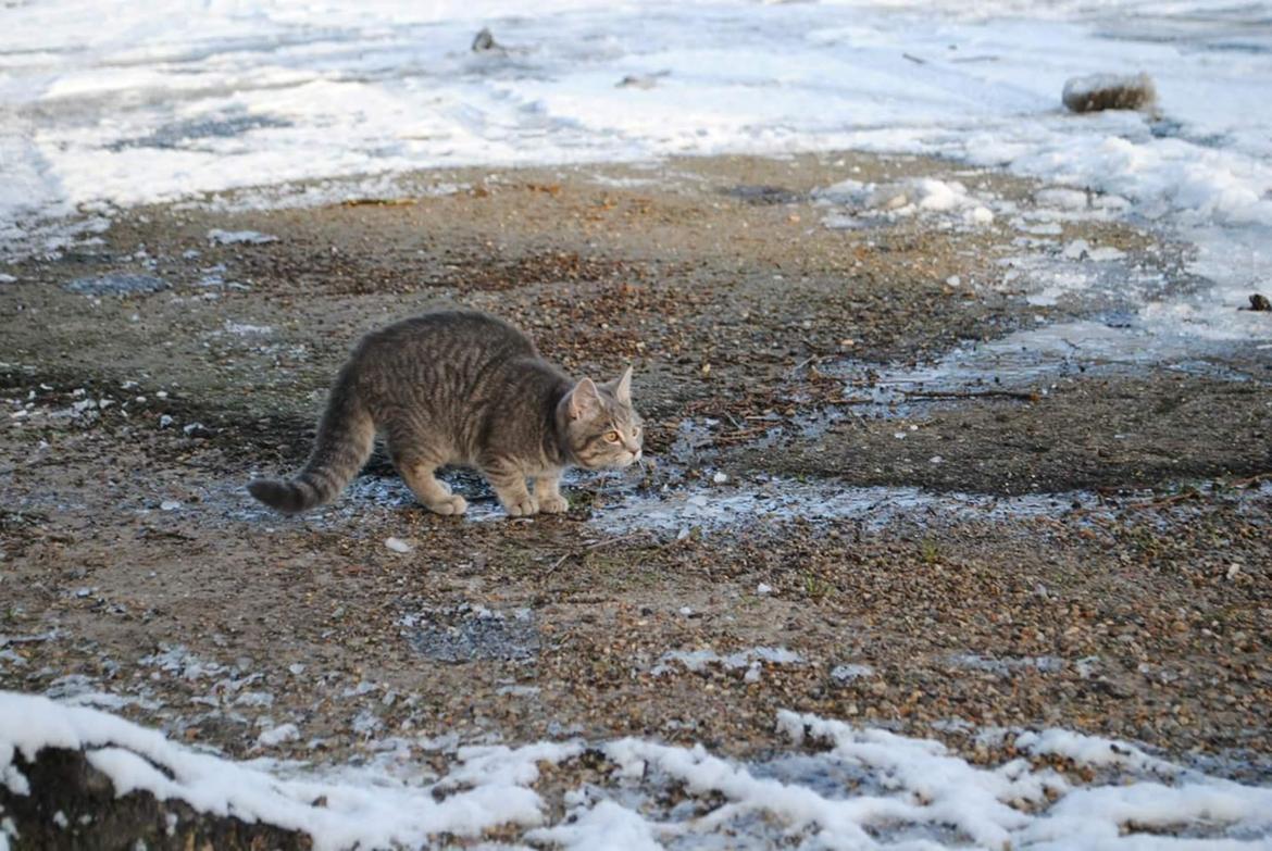 Huskat Lucifer billede 9