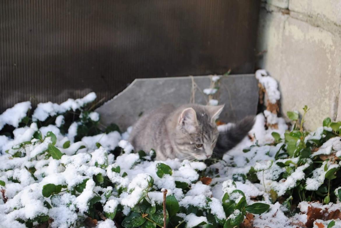 Huskat Lucifer billede 10