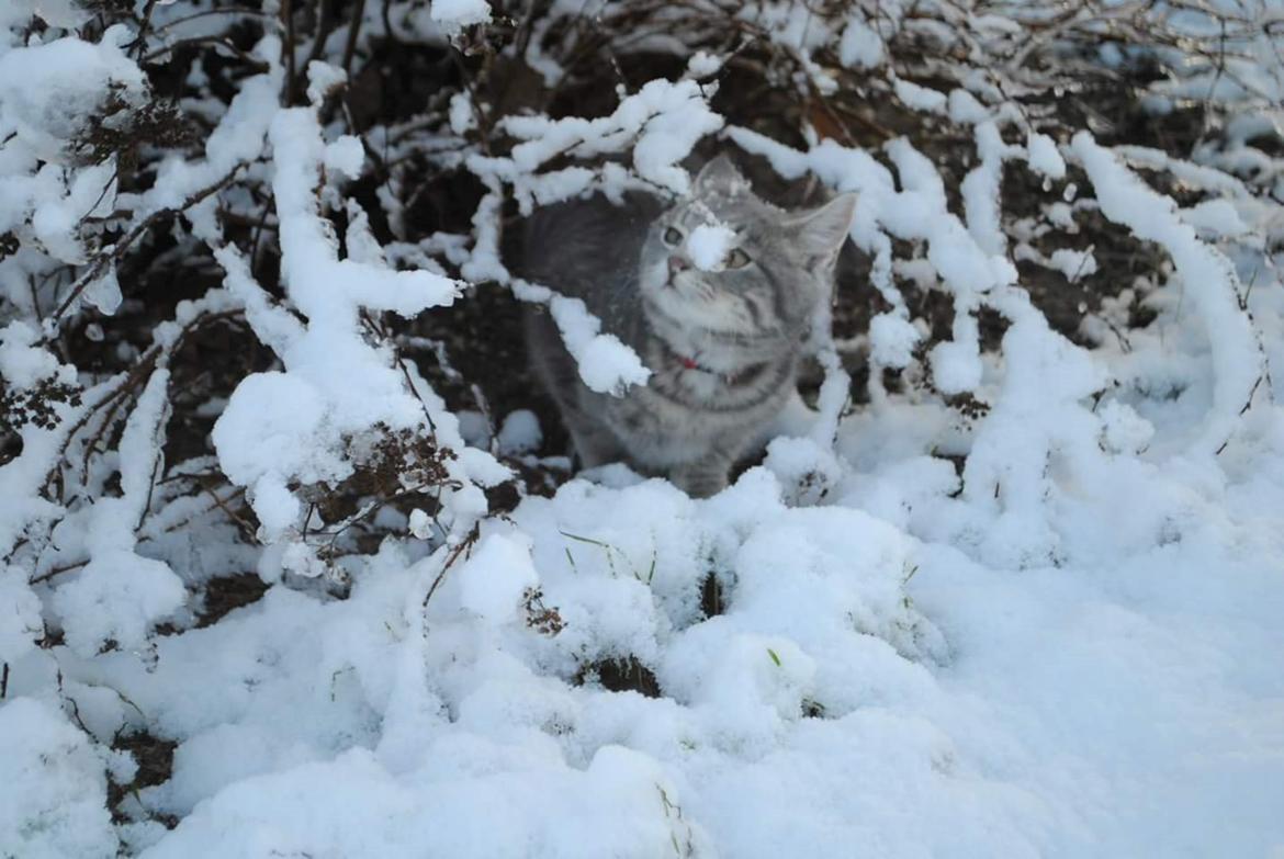 Huskat Lucifer billede 11