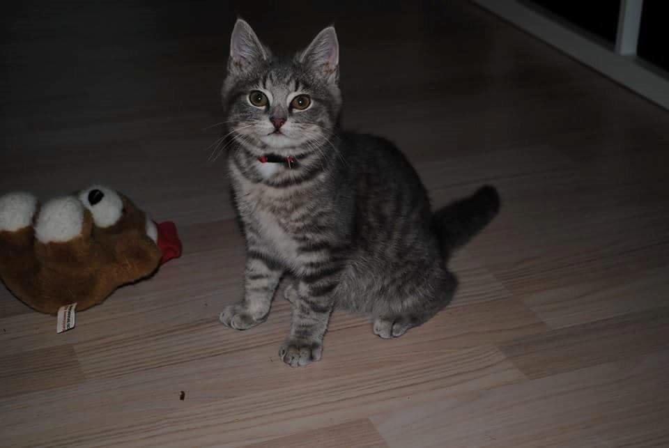 Huskat Lucifer billede 12