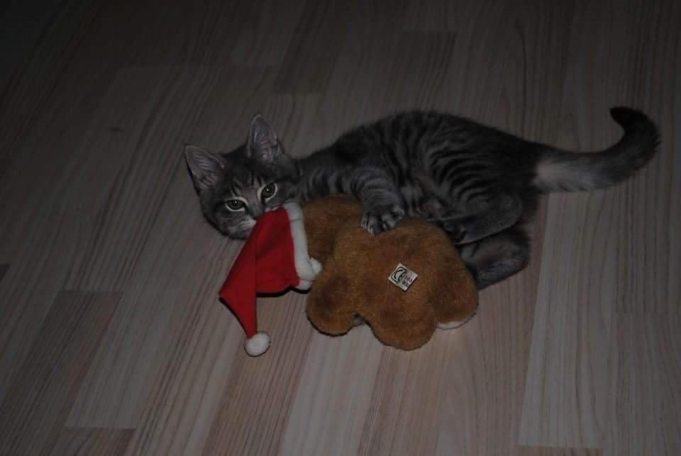 Huskat Lucifer billede 13