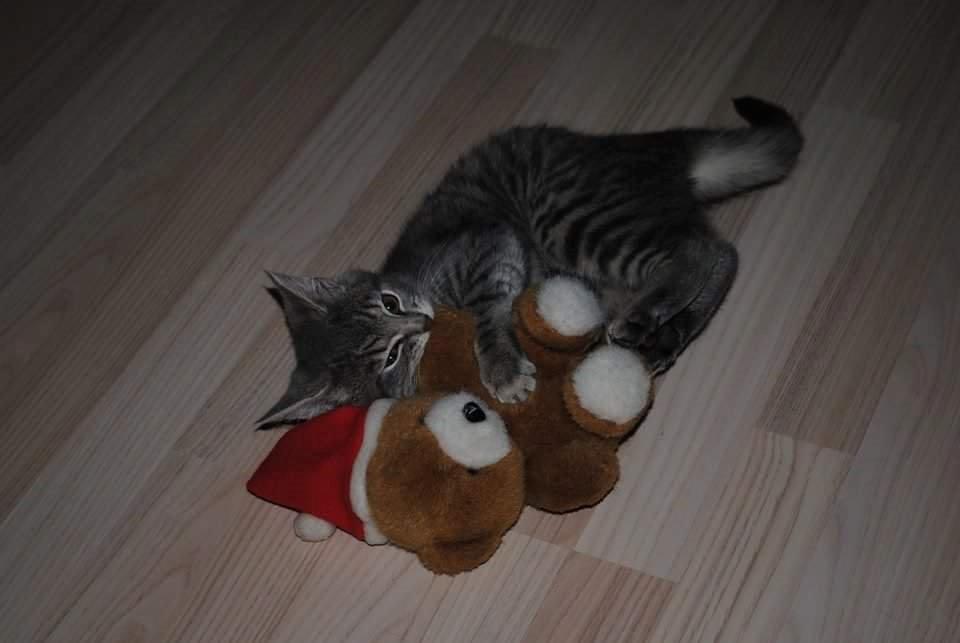 Huskat Lucifer billede 14