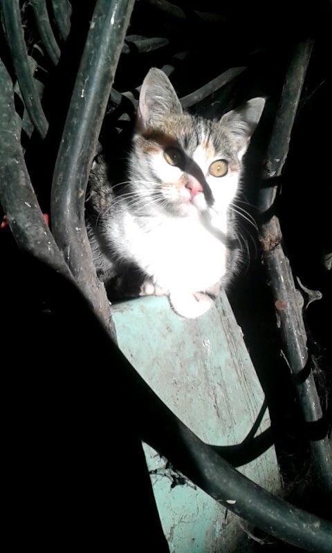 Huskat Smilla billede 9