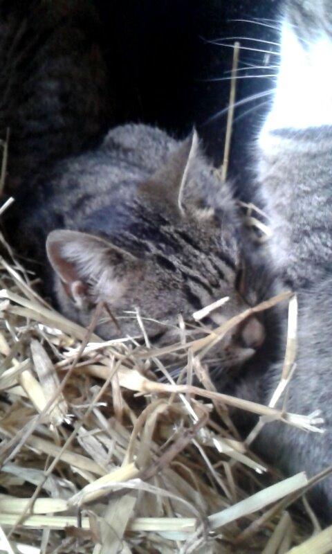 Huskat Tayson billede 2