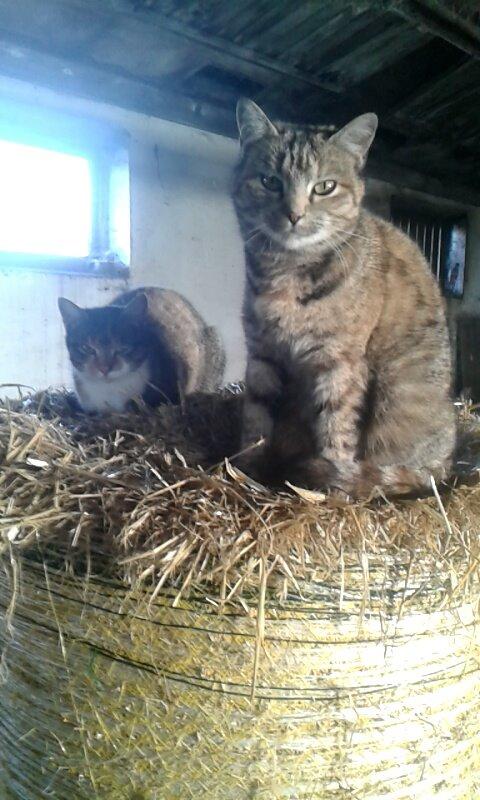 Huskat pus (mit et og alt) <3 - sammen med Sille billede 41