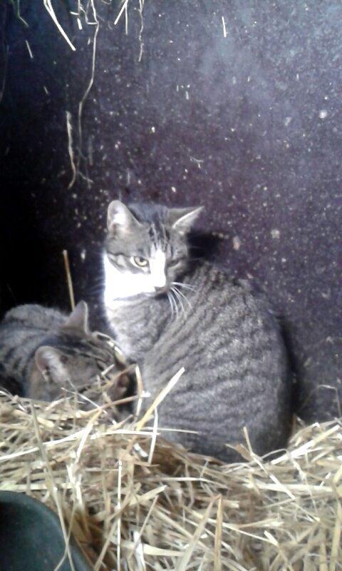 Huskat Speedy billede 2