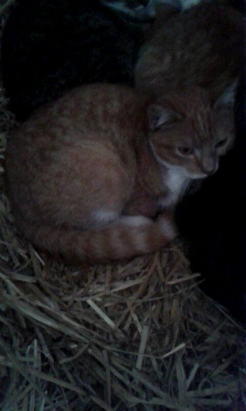 Huskat Red billede 10