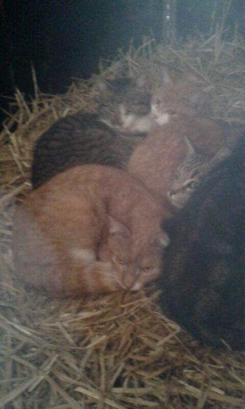 Huskat Red billede 11