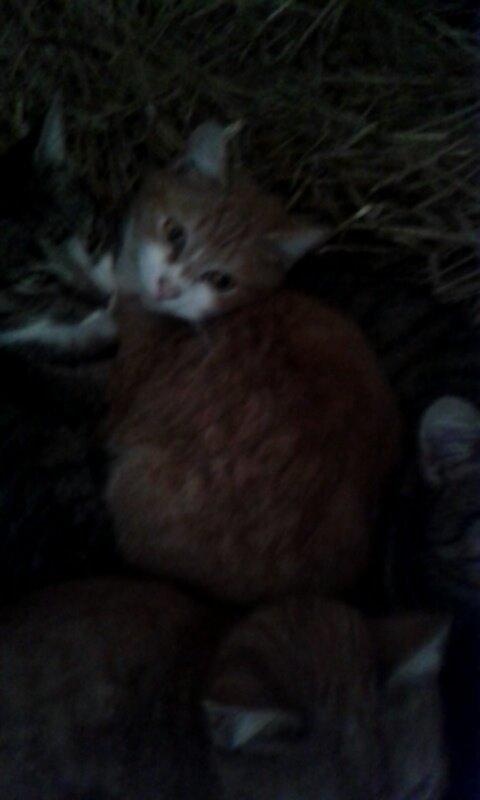 Huskat Garfield billede 8