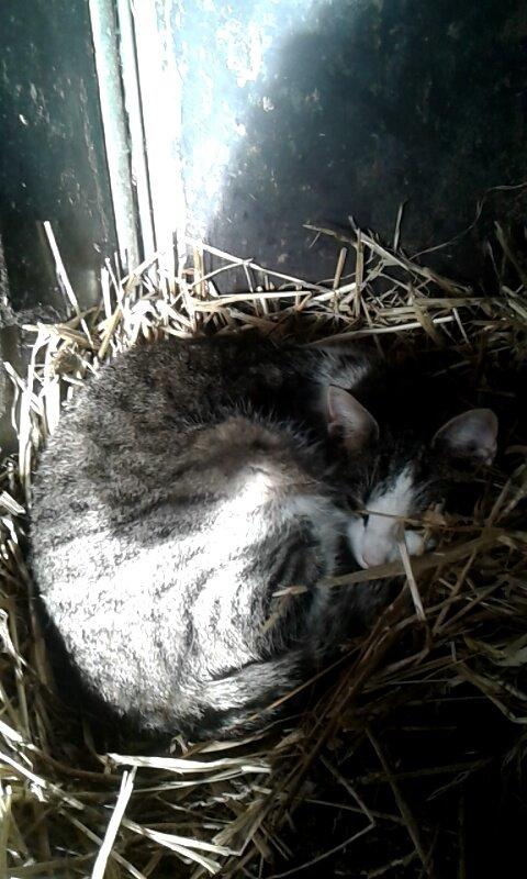 Huskat bølle billede 46